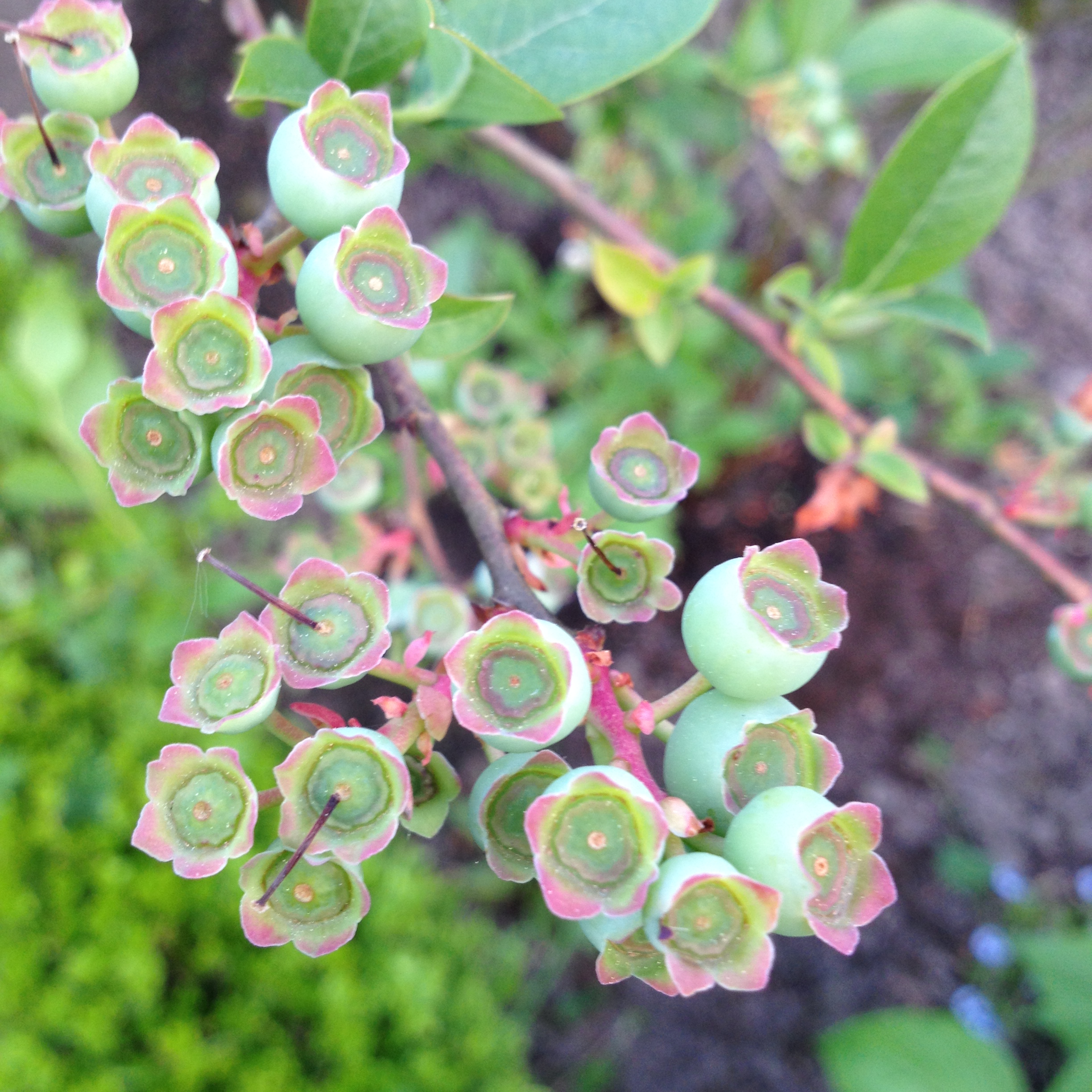 Heidelbeeren richtig pflanzen gartengirls.de